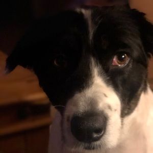 Meet your Posher, Darla